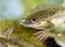 Frogs used to tell women if they were pregnant - here's how the test ...