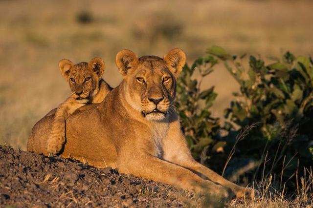 The King of the Marsh Pride, Sekekama, sits alongside his brother as ...