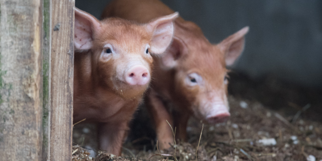 ARIZONA: No one can feed garbage to pigs without first obtaining a ...