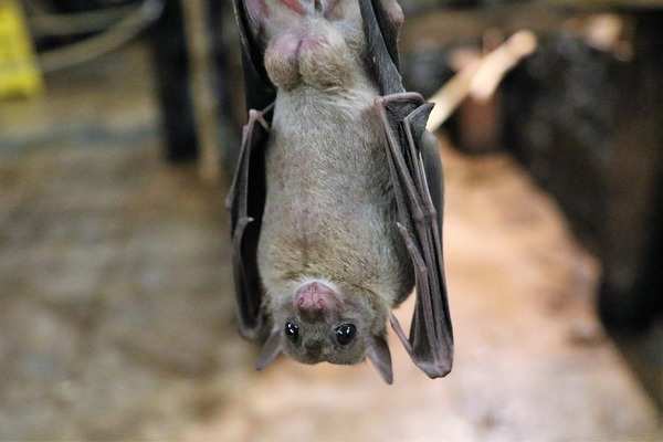 A rare virus carried by fruit bats may have just started to spread in ...