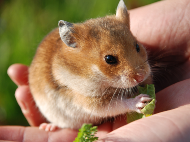 Prairie dogs are generally vegetarian, but they can engage in cannibal