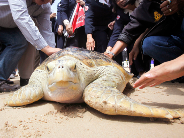 The population of Hawaiian monk seal has been declining for quite some ...