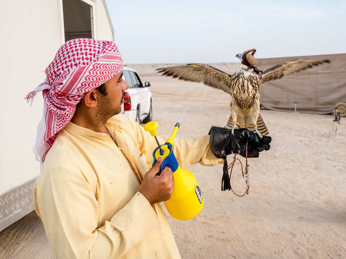 Falcons, the World's Fastest Animal, and a Sheikh's Plan to Protect Them