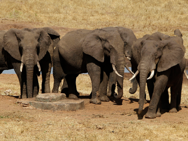 11 of the tallest animals on Earth | Business Insider India