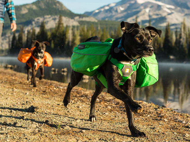 https://www.businessinsider.in/thumb/msid-69222429,width-640,resizemode-4/A-backpack-designed-for-dogs.jpg?1383615