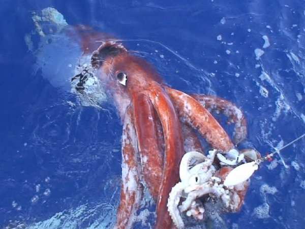 An elusive giant squid that inspired the 'kraken' sea monster legend ...