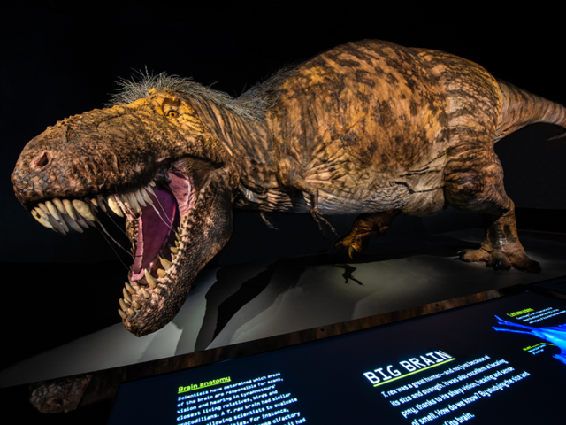 Feathers Have Never Been Found On A T Rex Specimen But Fossils Of Other Tyrannosaur Species Do