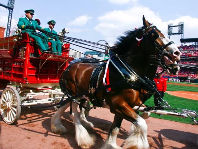 Budweiser Clydesdales make only brief appearance in 2023 ad