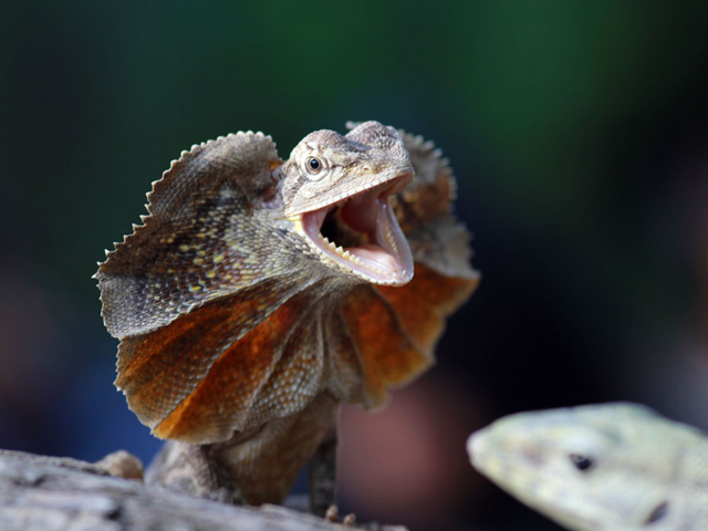 14 stunning pictures of reptiles in the wild - from frilled lizards to ...