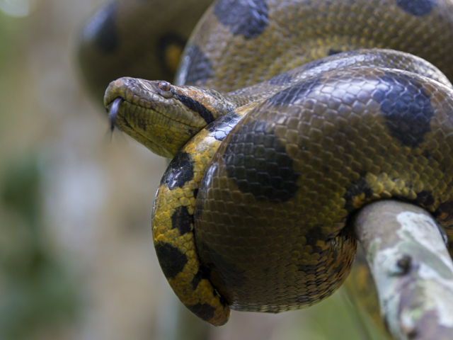 14 stunning pictures of reptiles in the wild - from frilled lizards to ...