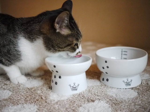 Necoichi Mini Raised Cat Food Bowl - Cat Dot