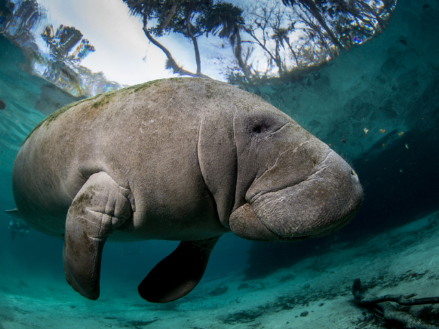 20 breathtaking photos of manatees in honor of Manatee Awareness Month ...