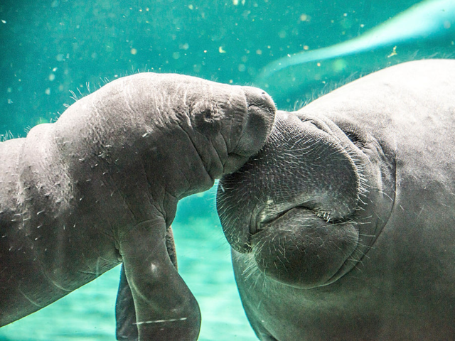 20 Breathtaking Photos Of Manatees In Honor Of Manatee Awareness Month 