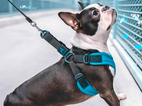 gooby dog harness how to put on