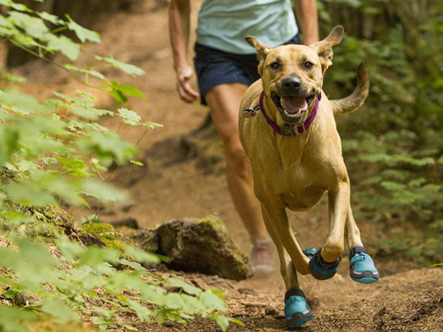 Best dog store boots for hiking