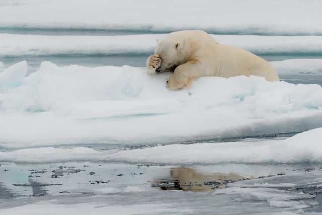 44 hilarious finalists in this year's Comedy Wildlife Photography ...