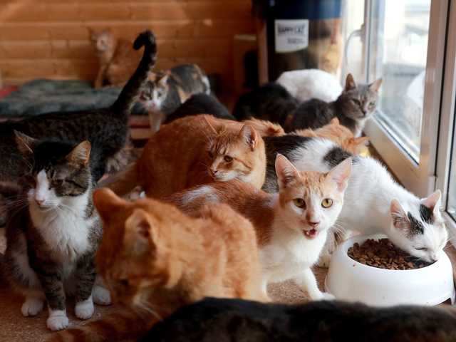 Ellison's Lanai purchase included an animal-rescue center. Because there are no natural predators to cats on Lanai, the feral-cat population at the shelter has ballooned to over 400 cats (which Ellison technically owns). In recent years, it's become a travel destination in itself.