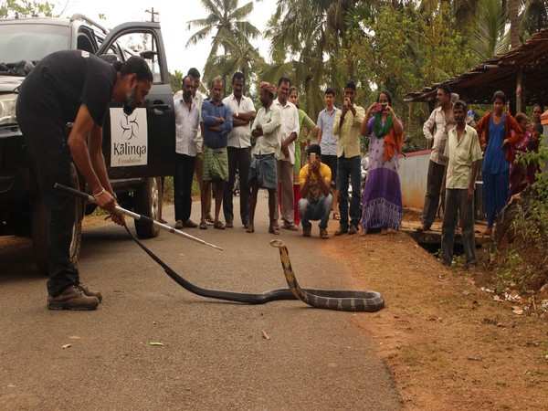 This King Cobra Researcher Is Happy To Endure A Lethal Bite Or Two For The Sake Of His Passion Business Insider India