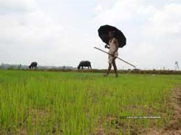 PM Kisan Scheme: Central Govt. releases 8th instalment of ...