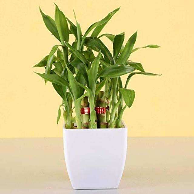 Best Indoor Plants To Buy For Luck And Prosperity Business Insider India 9442